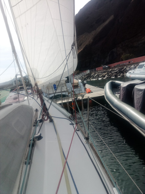 short sheed sur GSE.jpg